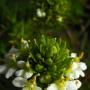 San Francisco Owl’s Clover (Triphysaria floribunda): Classified 1B by the CNPS; this native is considered rare & endangered.